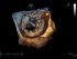 GE Healthcare Vivid S70